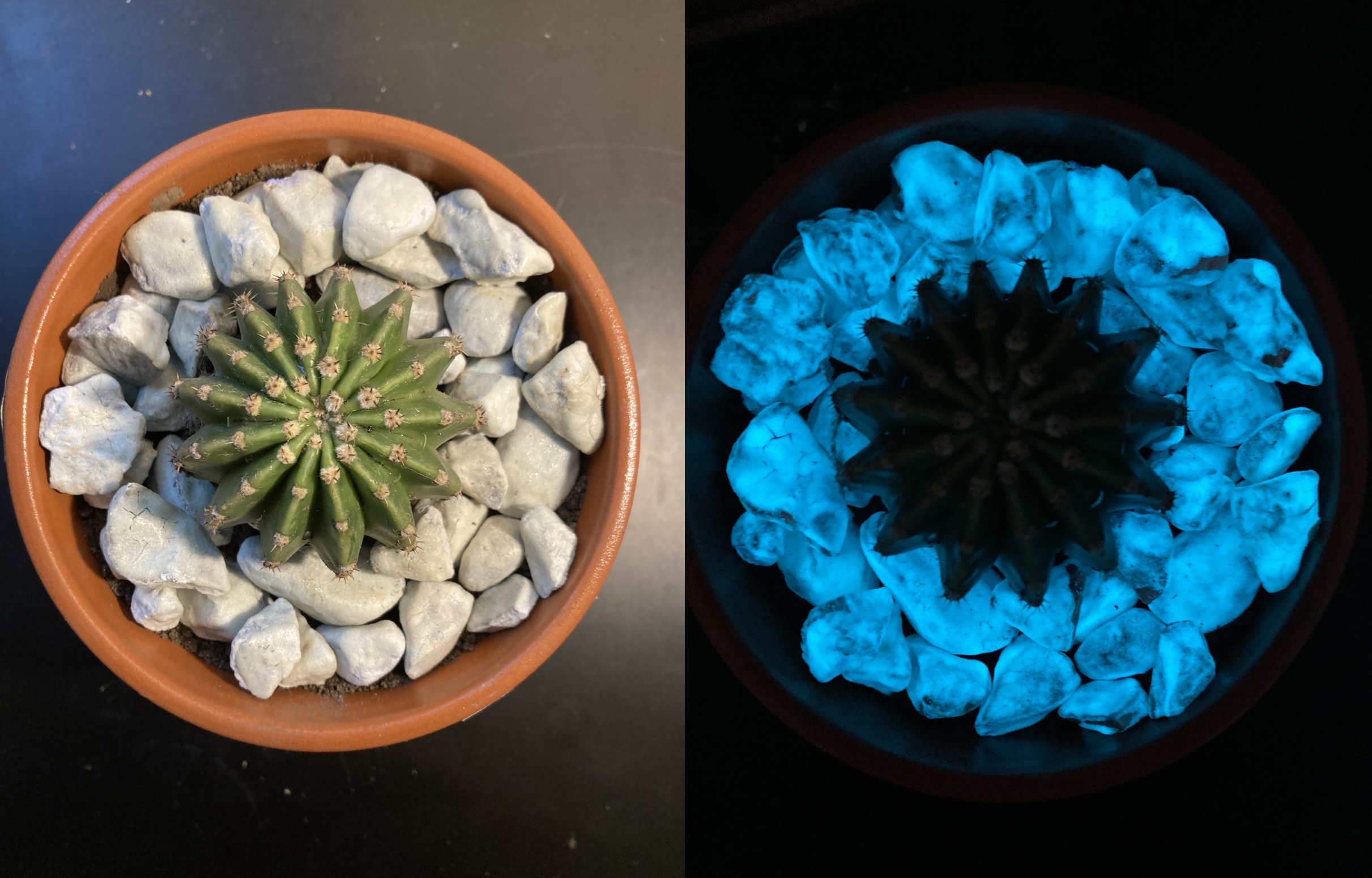 PLanta chica.jpg