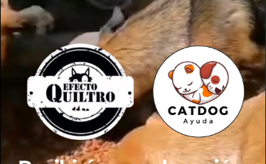 Petcinos ganadores mayo