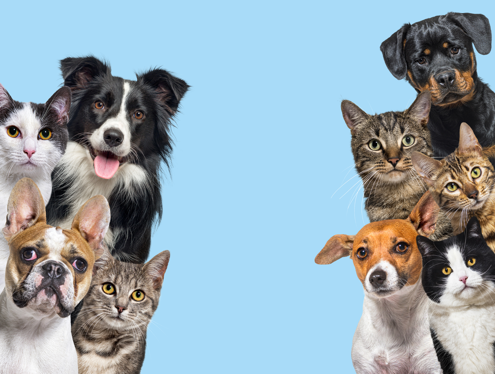 concurso de mascotas