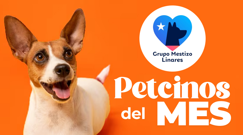 petcinos diciembre resultados