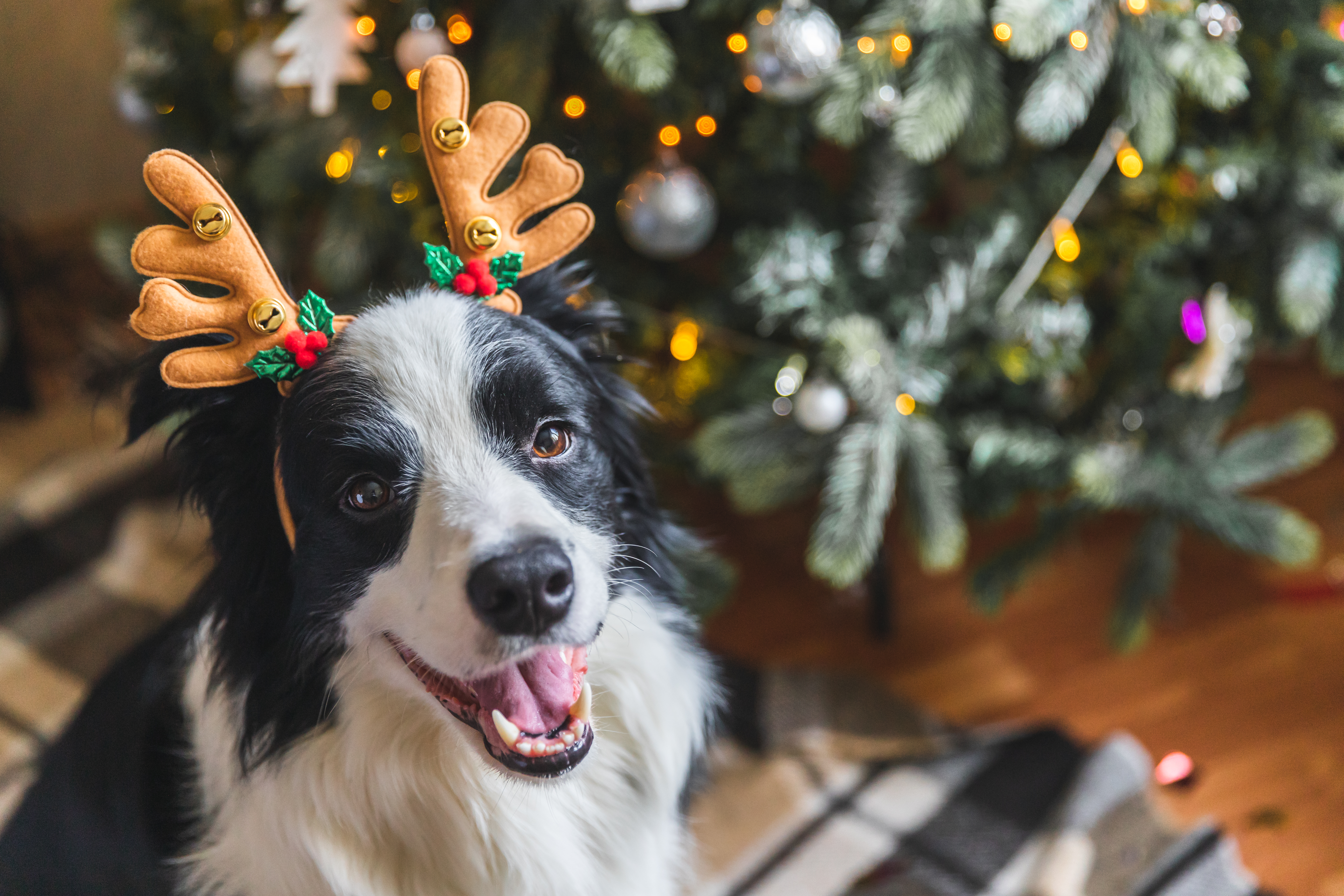 petcinos navidad