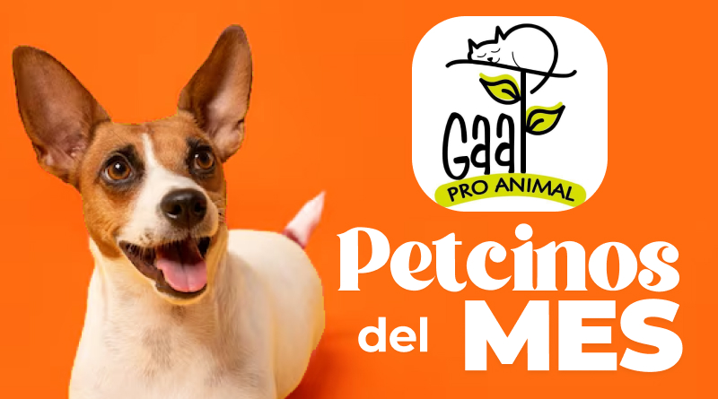 petcinos noviembre resultados